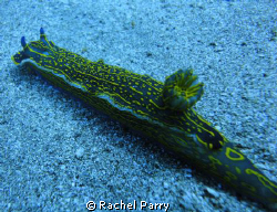 I took this photo of a nudibranch 3 days ago along the Ha... by Rachel Parry 